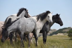 horsedream-paarden-leiderschap-martin-madern